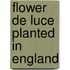 Flower de luce planted in england