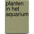 Planten in het aquarium