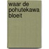 Waar de pohutekawa bloeit