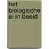 Het biologische ei in beeld