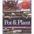 Pot en plant