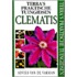 Clematis