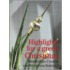 Highlights for a green Christmas