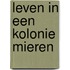 Leven in een kolonie mieren