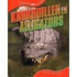 Krokodillen en alligators