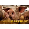 Varkens Breeduit door Peter Beemsterboer