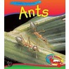 Ant door Sue Barraclough