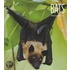 Bats
