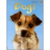 Dogs