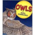 Owls