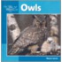 Owls