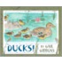 Ducks