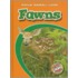 Fawns