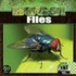 Flies