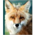 Foxes