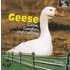 Geese