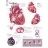 Heart door Scientific Publishing Ltd.
