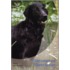 Flatcoated Retriever