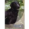 Flatcoated Retriever door D. van Houten