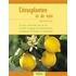 Citrusplanten in de tuin