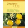 Citrusplanten in de tuin door T. Klock