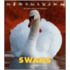Swans