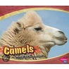 Camels door Lyn A. Sirota