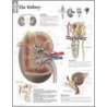 Kidney by Authors Various