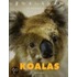 Koalas