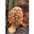 Morels