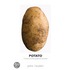 Potato