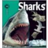 Sharks