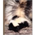 Skunks