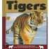 Tigers