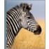 Zebras