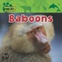 Baboons