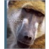 Baboons