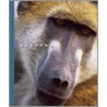 Baboons door Sophie Lockwood