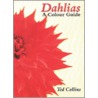 Dahlias by Ted Collins
