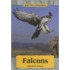 Falcons