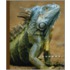 Iguanas