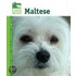 Maltese