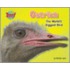 Ostrich