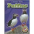 Puffins