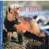 Baby Fox