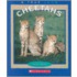 Cheetahs