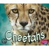 Cheetahs