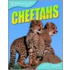 Cheetahs