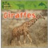 Giraffes