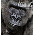 Gorillas